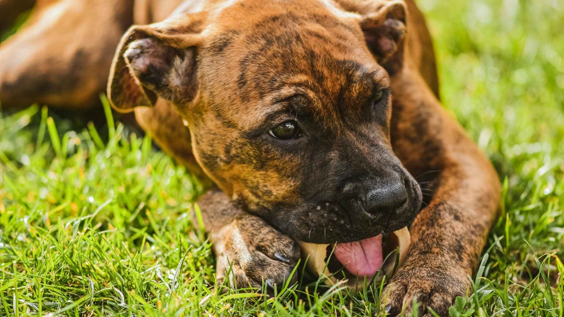 cachorro hueso recreativo